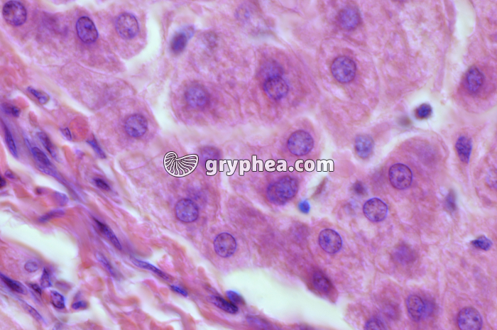 Foie x200 - gryphea.org